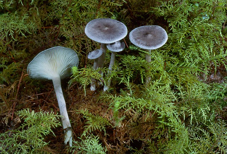 Cantharellula umbonata